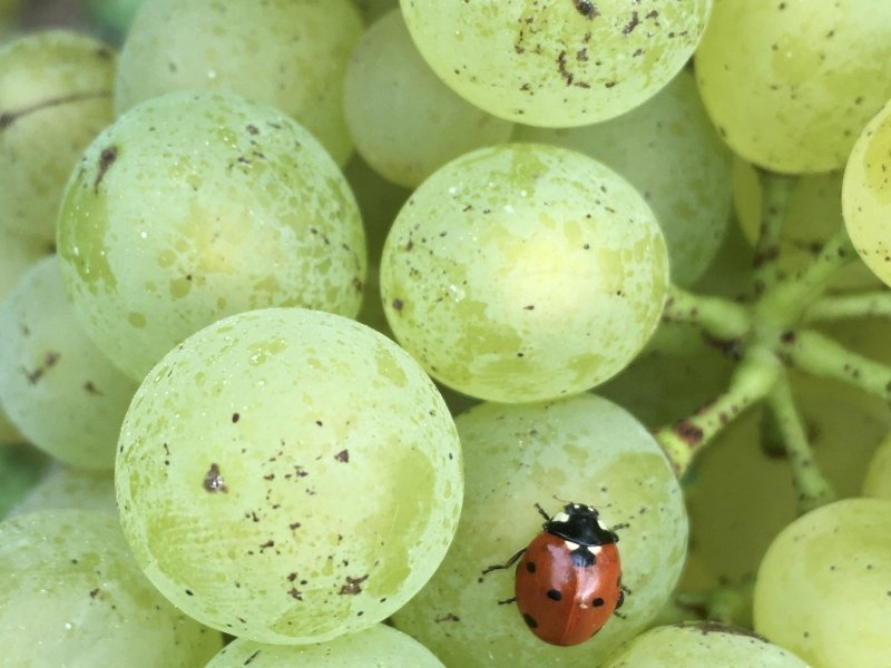 Berghöfler-Weintrauben-Riesling-Sylvaner.jpg